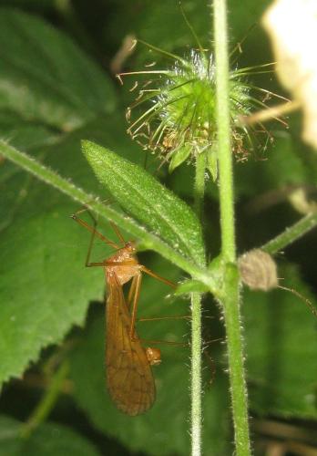 Bittacus hageni